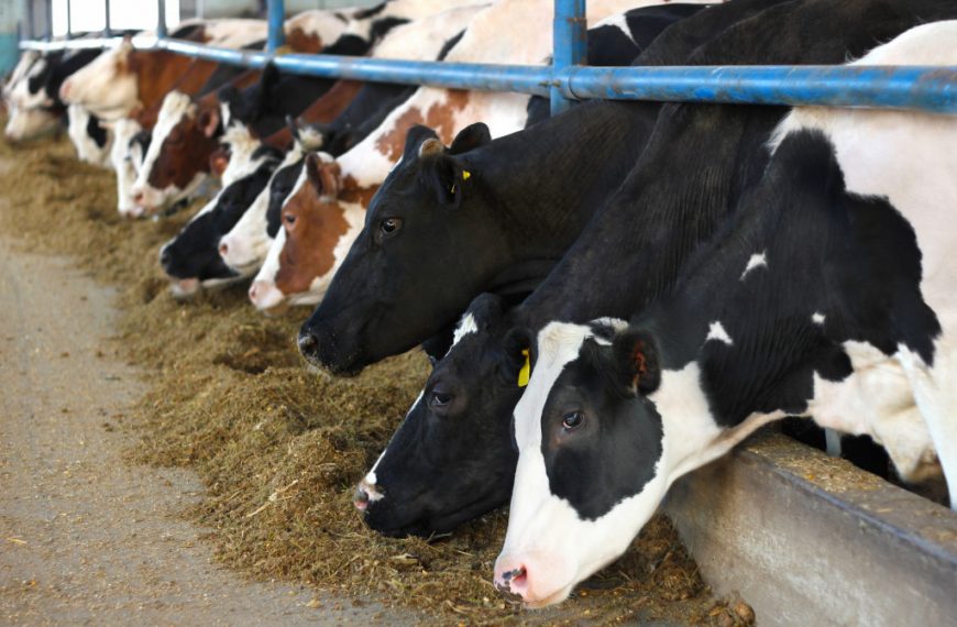 Cows